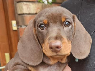 IKC Registered (pending) Dachshund Smooth Haired Miniature male puppy for a new home