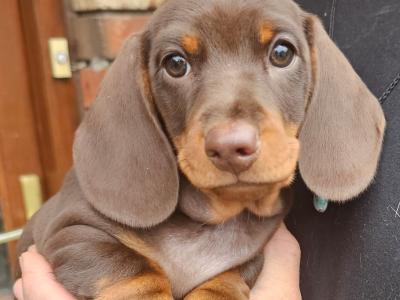 IKC Registered (pending) Dachshund Smooth Haired Miniature male puppy for a new home