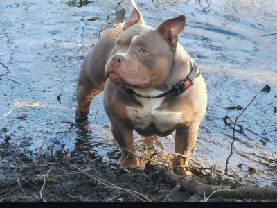 Pocket Bully stud in Kilkenny