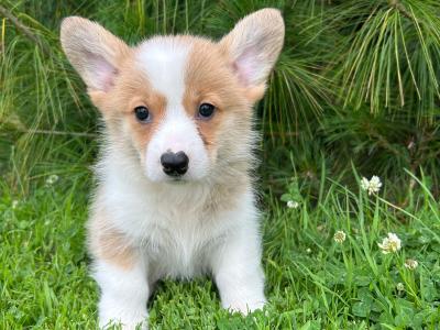 IKC Registered Welsh Corgi Pembroke puppies in Wexford