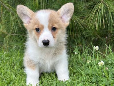 IKC Registered Welsh Corgi Pembroke puppies in Wexford