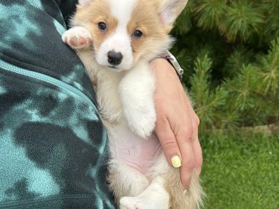IKC Registered Welsh Corgi Pembroke puppies in Wexford
