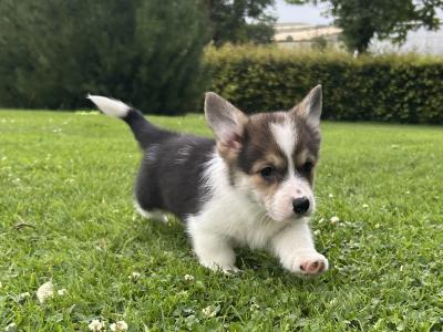 IKC Registered Welsh Corgi Pembroke puppies in Wexford