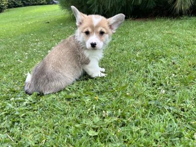 IKC Registered Welsh Corgi Pembroke puppies in Wexford