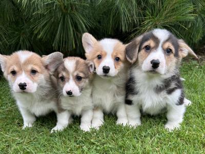 IKC Registered Welsh Corgi Pembroke puppies in Wexford
