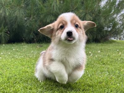 IKC Registered Welsh Corgi Pembroke puppies in Wexford