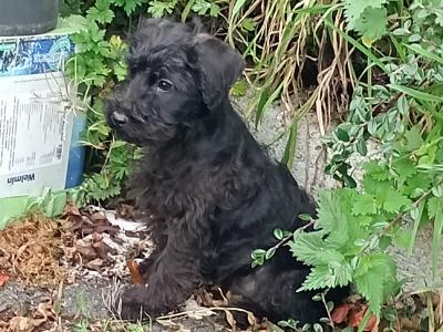 Schnoodle puppies in Kilkenny