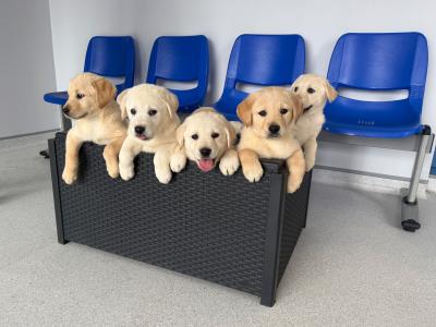 Golden Retriever puppies in Limerick