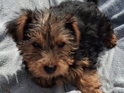 2 beautiful Morkie puppies (Maltese x Yorkshire Terrier) in Limerick