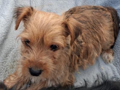 2 beautiful Morkie puppies (Maltese x Yorkshire Terrier) in Limerick