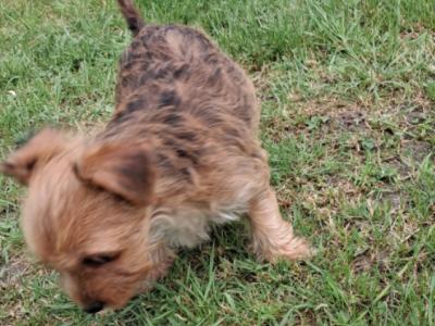 2 beautiful Morkie puppies (Maltese x Yorkshire Terrier) in Limerick