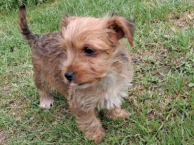 2  Morkie puppies (Maltese x Yorkshire Terrier) in Limerick