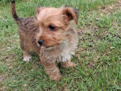 2 beautiful Morkie puppies (Maltese x Yorkshire Terrier) in Limerick