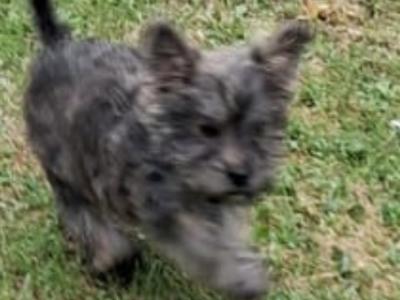 2 beautiful Morkie puppies (Maltese x Yorkshire Terrier) in Limerick