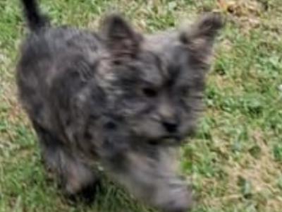 2  Morkie puppies (Maltese x Yorkshire Terrier) in Limerick