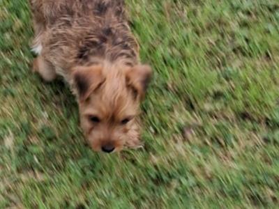 2 beautiful Morkie puppies (Maltese x Yorkshire Terrier) in Limerick