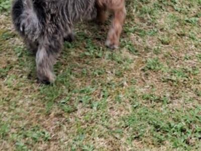 2 beautiful Morkie puppies (Maltese x Yorkshire Terrier) in Limerick