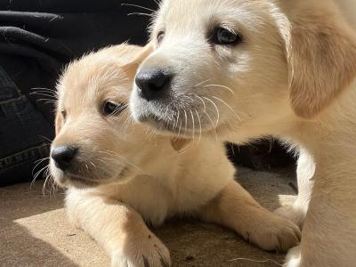 Golden Retriever puppies in Limerick