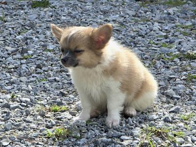 Purebred Longhaired Chihuahua male puppy in Kerry