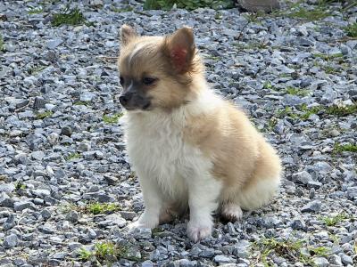 Purebred Longhaired Chihuahua male puppy in Kerry