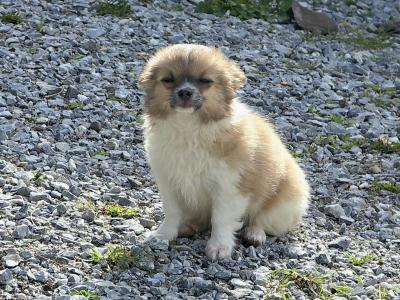 Purebred Longhaired Chihuahua male puppy in Kerry