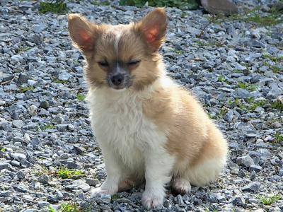 Purebred Longhaired Chihuahua male puppy in Kerry