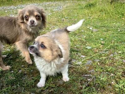 Purebred Longhaired Chihuahua male puppy in Kerry