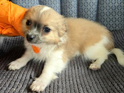 Purebred Longhaired Chihuahua male puppy in Kerry