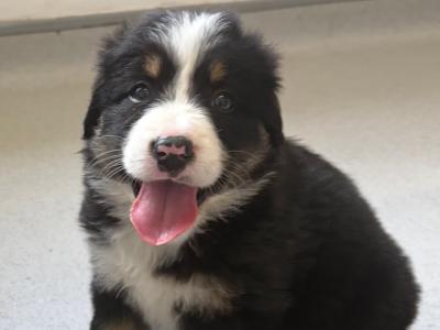 Borderesse (Bernese Mountain Dog x Border Collie) puppies for sale in Tipperary