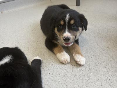Borderesse (Bernese Mountain Dog x Border Collie) puppies for sale in Tipperary