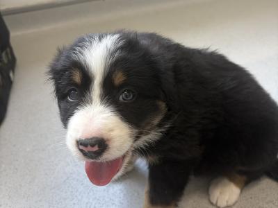 Borderesse (Bernese Mountain Dog x Border Collie) puppies for sale in Tipperary