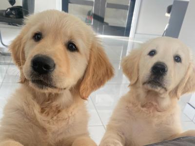 Golden Retriever puppies in Donegal 1 left