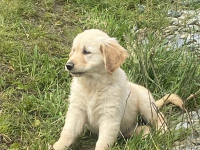 Golden Retriever puppies in Donegal 1 left