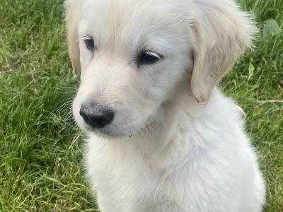 Golden Retriever puppies in Donegal 1 left