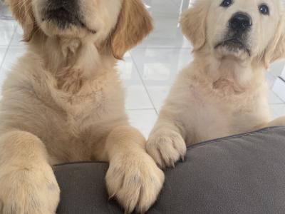 Golden Retriever puppies in Donegal 1 left