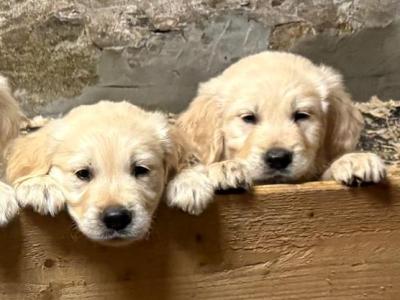 IKC Registered (pending) Golden Retriever puppies in Wexford