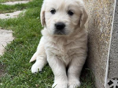 IKC Registered (pending) Golden Retriever puppies in Wexford