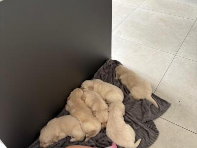 IKC Registered (pending) Golden Retriever puppies in Wexford