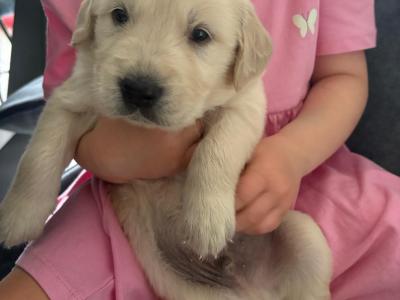 IKC Registered (pending) Golden Retriever puppies in Wexford