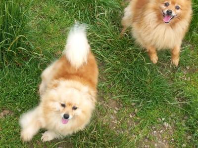 Female Pomeranian puppy in Carlow
