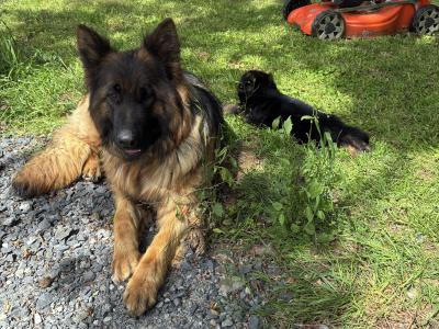 2 female German Shepherd puppies for sale in Tipperary
