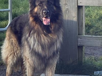 2 female German Shepherd puppies for sale in Tipperary