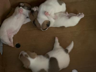 Jack Russell puppies in Kildare