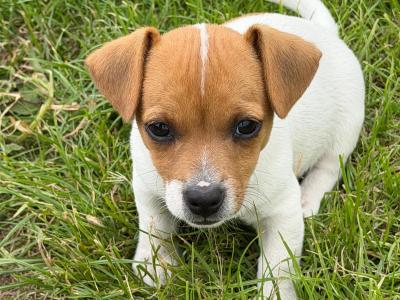Jack Russell puppies in Kildare