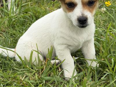 Jack Russell puppies in Kildare