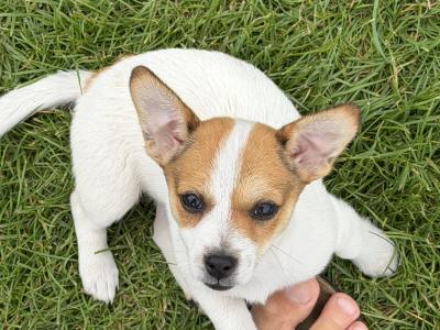 Jack Russell puppies in Kildare