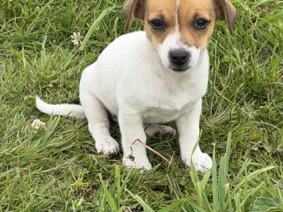 Jack Russell puppies in Kildare