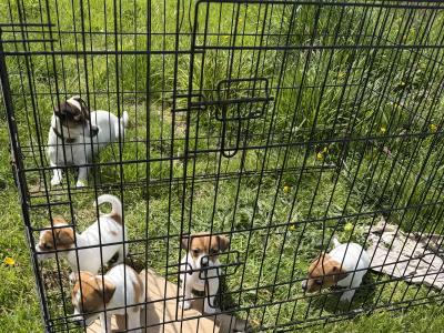Jack Russell puppies in Kildare