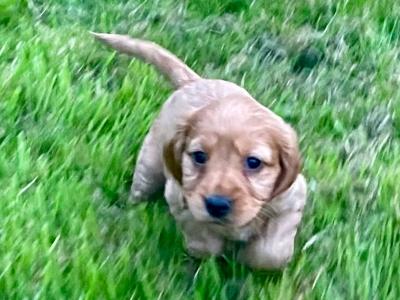 Beautiful golden cocker spaniel puppies