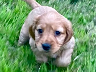 Beautiful golden cocker spaniel puppies